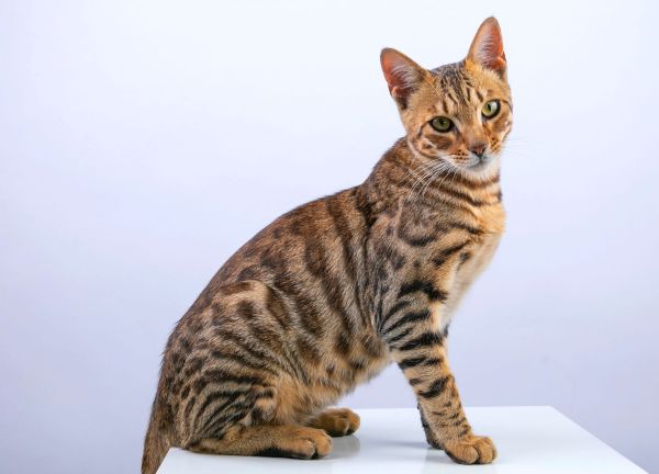 10 choses que vous ne saviez probablement pas sur le chat Bengal