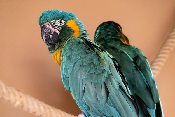 Les oiseaux exotiques de la jungle