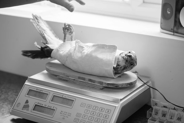 Les bienfaits de la balade quotidienne pour votre chien