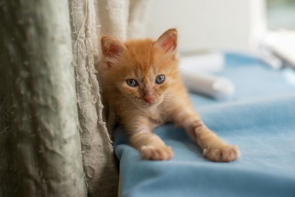 Chiens de race ou chiens croisés : quel est le meilleur choix pour vous