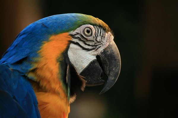 Les mythes et vérités sur le chat Sphinx