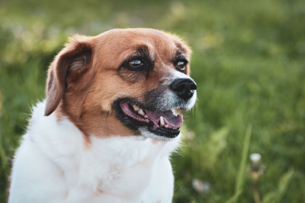 Chiens de race ou chiens croisés : quel est le meilleur choix pour vous