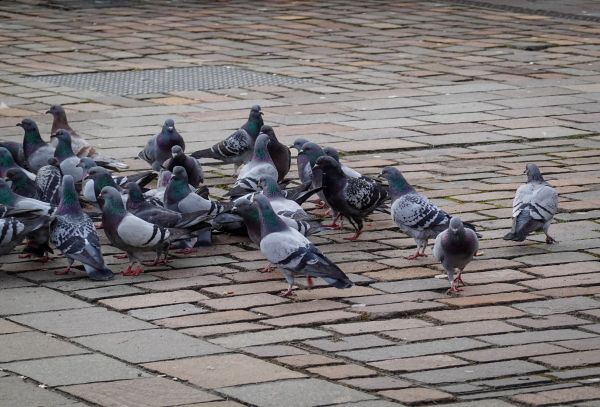 Comment gérer une surpopulation de pigeons ?