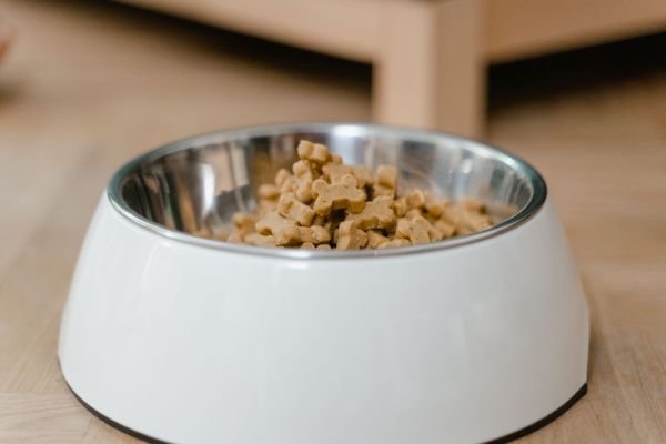 Des options saines pour chiens : découvrez notre boutique en ligne