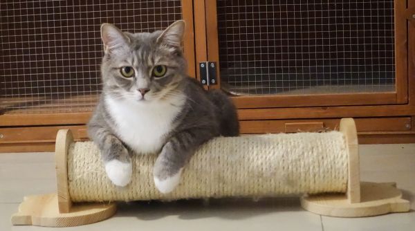 DIY: Comment fabriquer son propre griffoir pour chats