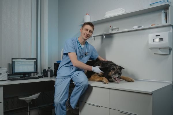 Les coûts cachés des soins vétérinaires pour chiens