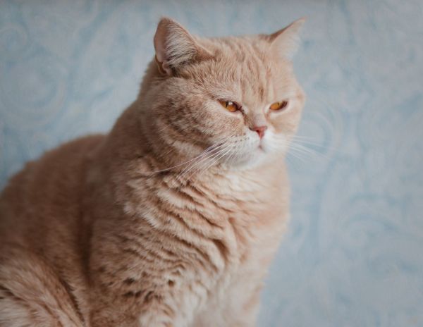 Les différents types de pelage des British Shorthair