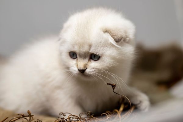Les meilleurs accessoires pour votre Scottish Fold