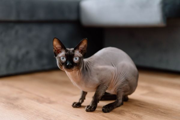 Les mythes et vérités sur le chat Sphinx