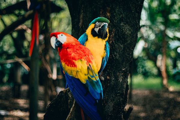 Les oiseaux exotiques de la jungle