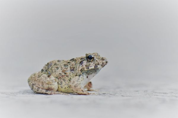 L'évolution des grenouilles : du passé à aujourd'hui