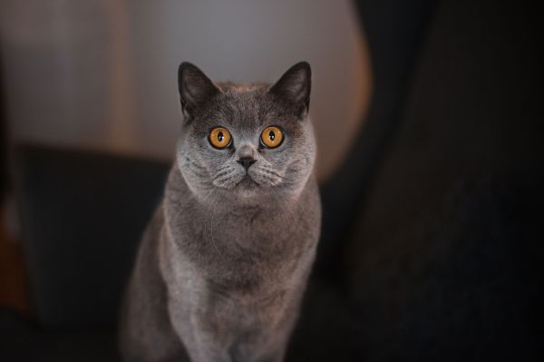 L'impact environnemental de posséder un British Shorthair