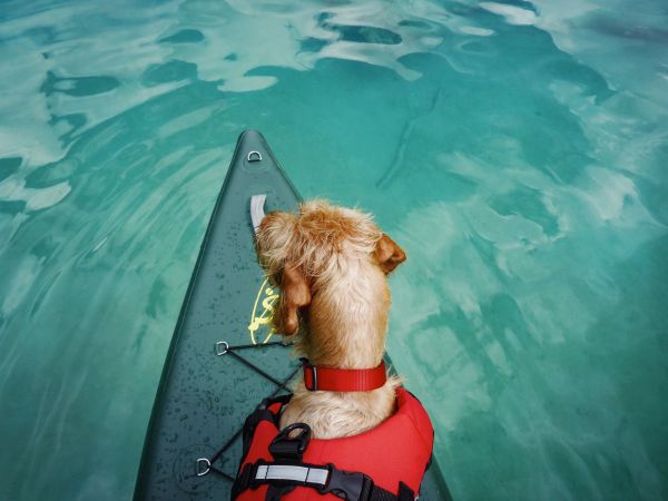 Sports aquatiques pour chiens : un guide complet